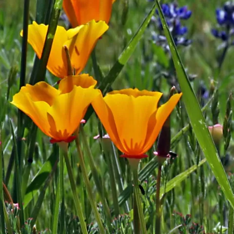 Growing Wildflowers from Seed