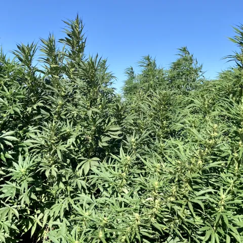 Hemp cannabis plants growing in a field