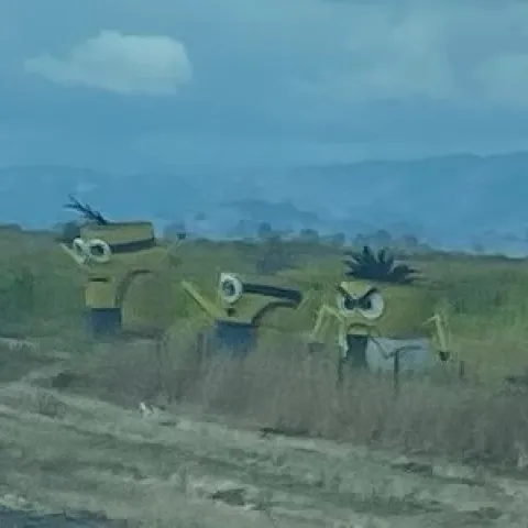 three straw forms resembling minions from Despicable Me