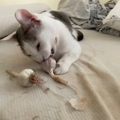 snugs the black and white cat chomping on garlic bulb