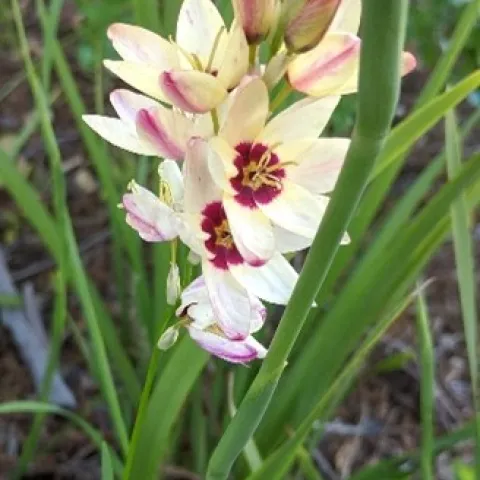cream and burgundy colored ixia flower with a background of green foliage