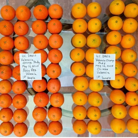 Olinda versus Rosy Red Valencia