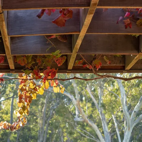 Fall leaves on a trellis