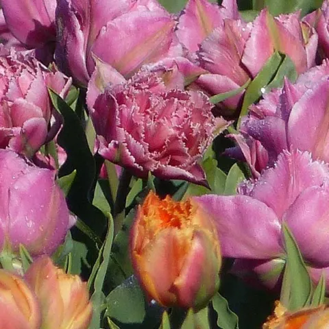 Beautiful Bulbs Made Easy - Mission Viejo