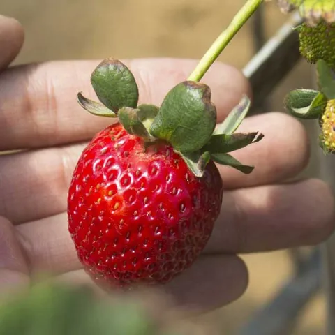 Grow Food Anywhere - Laguna Niguel