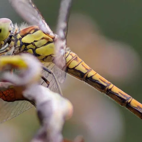 Planting a Wildlife Habitat - Huntington Beach