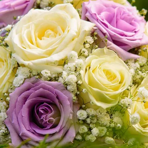 Promise Me A Rose Garden - Los Alamitos