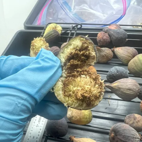 Black Fig Fly Infested Fruit