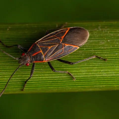 A small black bug with red markings on its back crawling on a green plant stem.