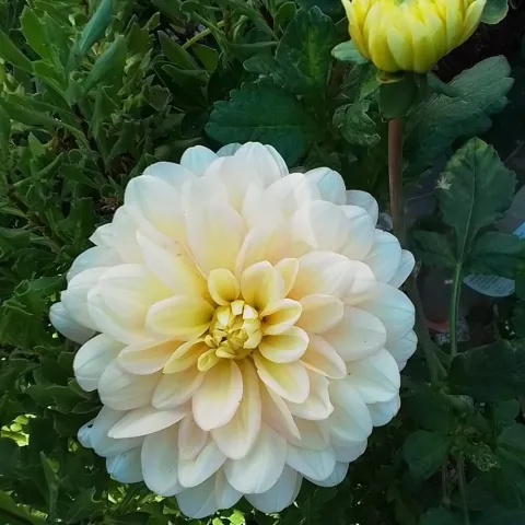 yellow blooming dahlia and a dahlia bud