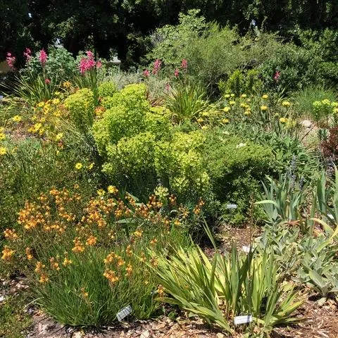 design lessons, MG Sandy Wright