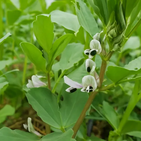 fava blooms