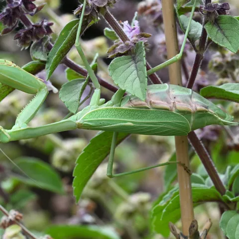 Praying mantis, Stagmomantis limbata, in patch of African blue basil. (Photo by Kathy Keatley Garvey)