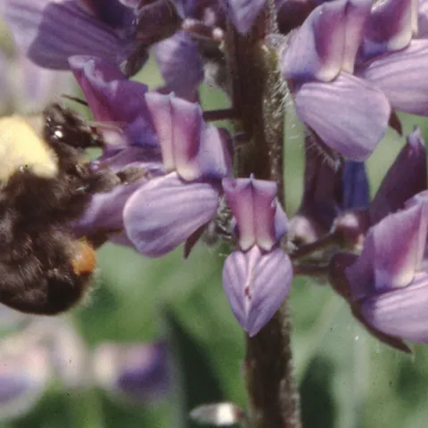 Franklin's bumble bee nectaring on lupine near Mt. Ashland in 1999. (Photo by Robbin Thorp)