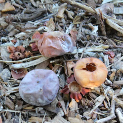 Unripe persimmon fall on the ground.