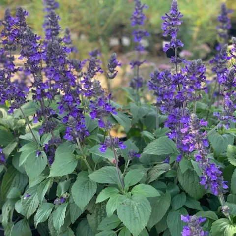 Salvia ‘Mystic Spires’ 