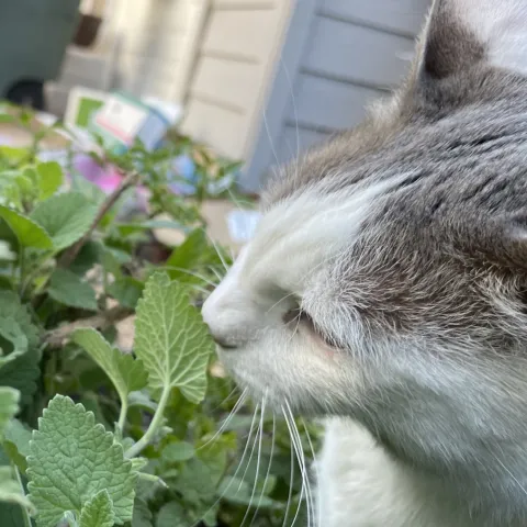snugs the grey dotted white cat with catnip