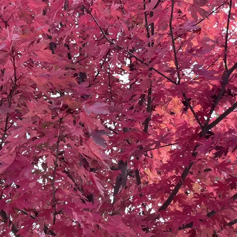 The brilliant red leaves of a Japanese maple on an autumn day. J.C. Lawrence