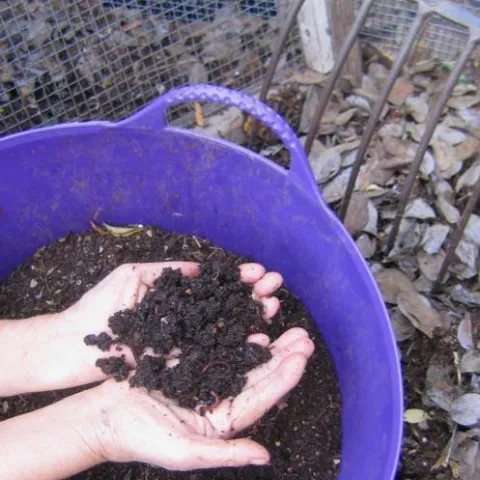 Improving Your Soil