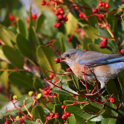 Bluebird with rusty breast perched in toyon bush filled with red berries