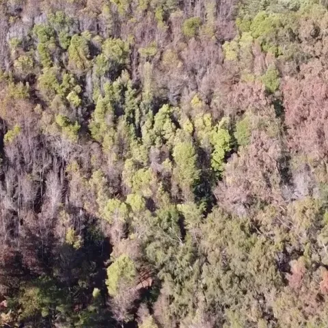 Los arboles de California están siendo atacados por plagas.