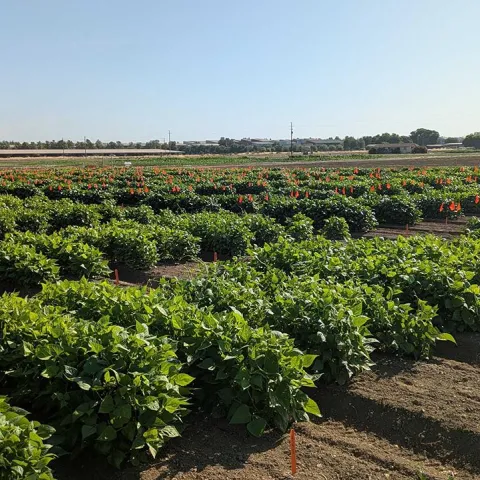 Bushy green plants in neat, boxy-looking test plots, coming in at an angle