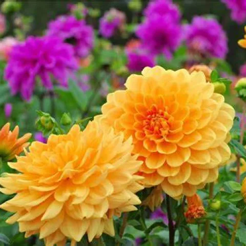 Dahlias