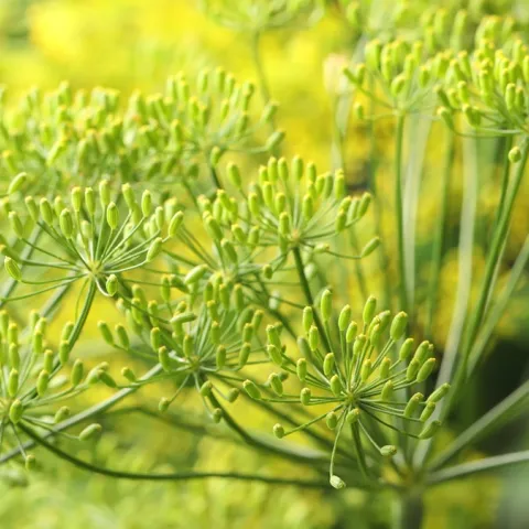 Tips to grow dill in your Sonoma County home food garden