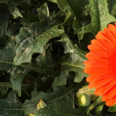 La industria de los vivero se enfrentan a retos.