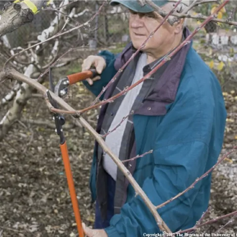 Man trimming fruit tree