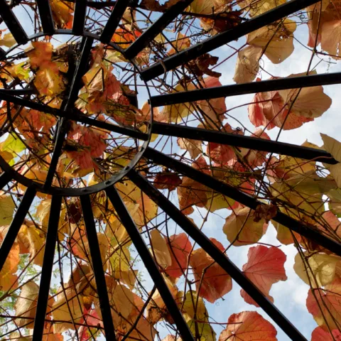 Autumn leaves covering a domed trellis