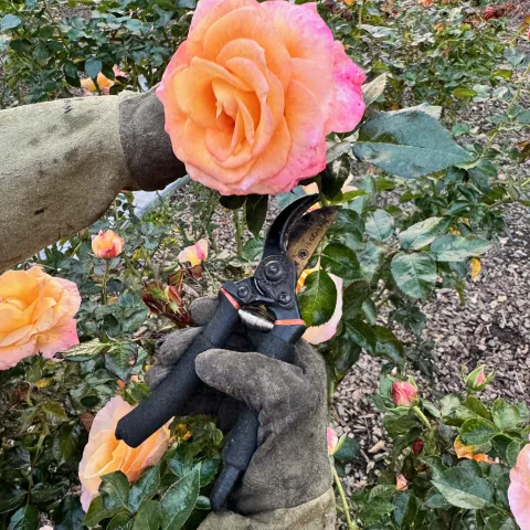 Picture of a person holding shearer up to a yellow-pink rose. More roses in background