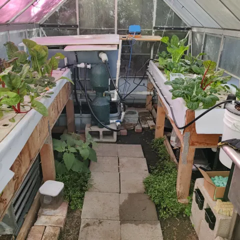 aquaponic system