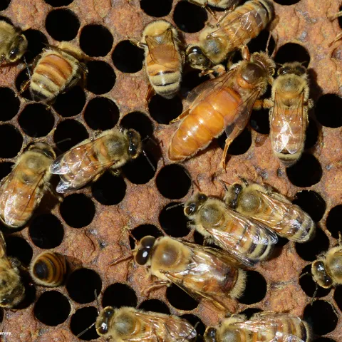 Queen bee and workers. (Photo by Kathy Keatley Garvey)