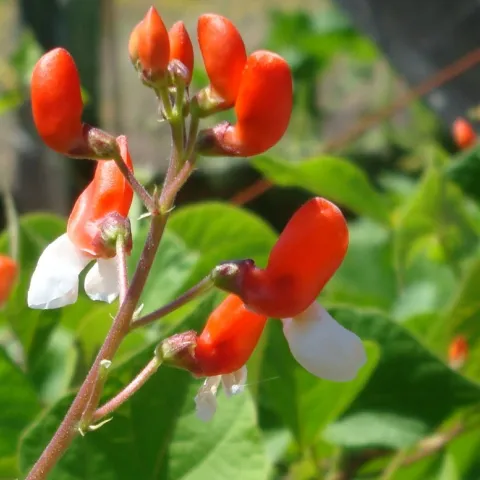 Food gardening with less water information for Sonoma County