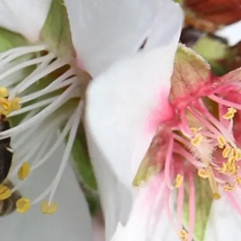 Honey bee pollinating almond blossom. (Photo by Kathy Keatley Garvey)