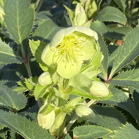 Helleborus argutifolius (Corsican hellebore).