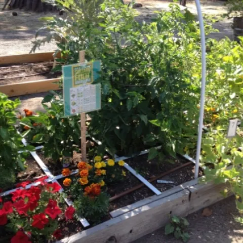 square foot garden