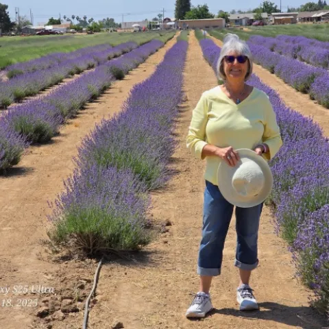 Master gardener in lavender field