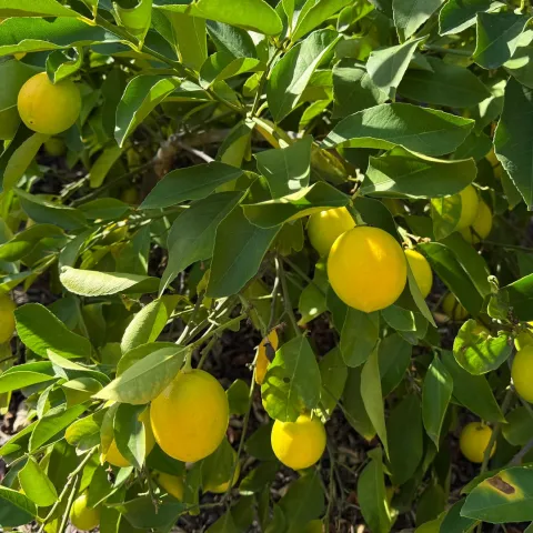 Meyer lemon tree