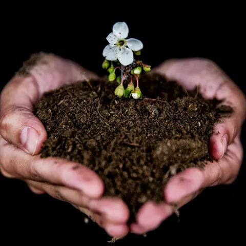 Black background with hands cupped holding soil with a white flower growing in the middle. 