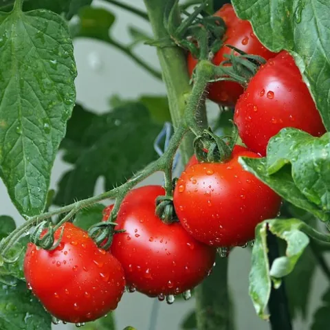 tomatoes on vine
