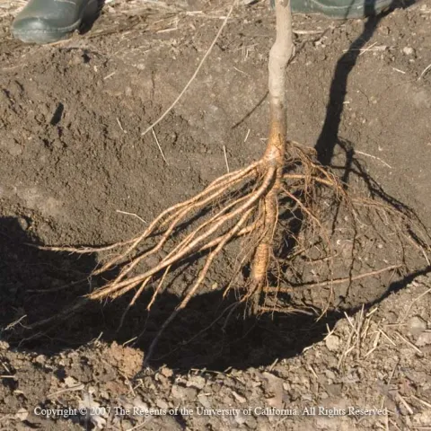 Planting a bare-root fruit tree. UC ANR