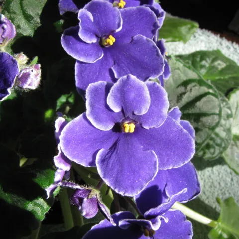 African Violets blooming. J. Alosi