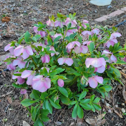 A hellebore in bloom. J. Alosi
