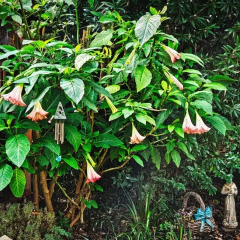 brugmansia shrub with lots of salmon colored trumpet shaped flowers