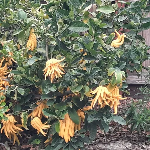 Buddhas hand citrus on the tree