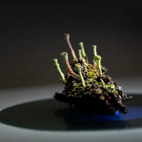 Lichens and mosses under a microscope