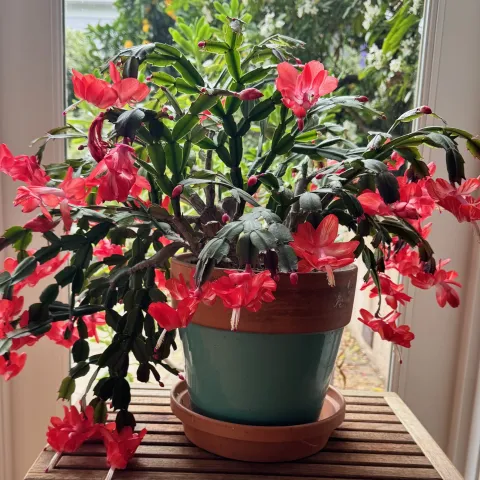 Christmas Cactus