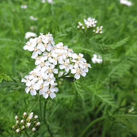 common yarrow